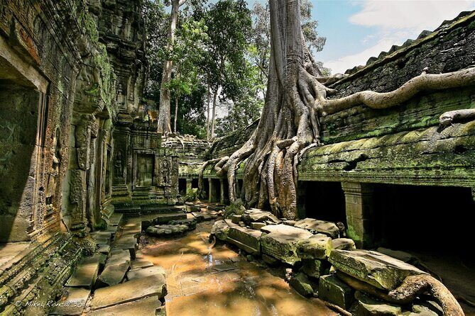 1day private tour to all majestic Temples in Angkor and Sunset - Ta Prohm: the jungle temple walk and the Tomb Raider effect