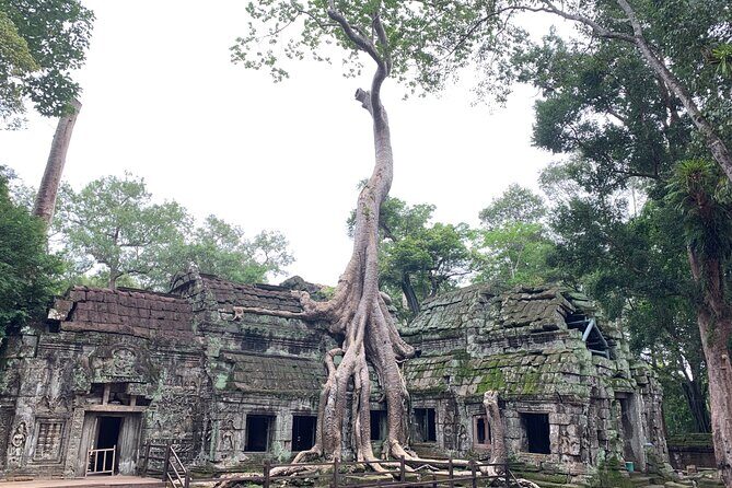 Angkor Wat Small Circuit & Sunset Tour - Ta Prohm: Trees Growing Through Stone (and Why You’ll Want Time)