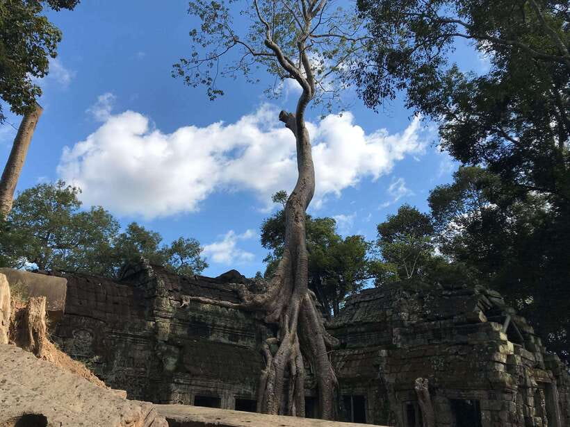 Angkor Wat Sunrise by Vintage Jeep – Private Tour - Ta Prohm: Jungle Roots, Tomb Raider Fame, and Better Morning Visibility