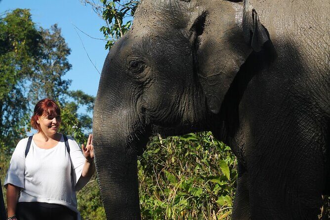 Angkor Wat Temples & Kulen Elephant Forest Day Tour - Key highlights worth planning around