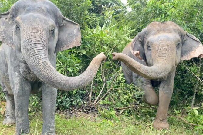 Angkor Wat Temples & Kulen Elephant Forest Day Tour - Price and value: what $259 really buys