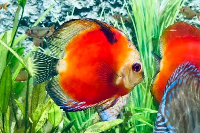Angkor Wildlife & Aquarium Halfday tour - Quick things to know before you go
