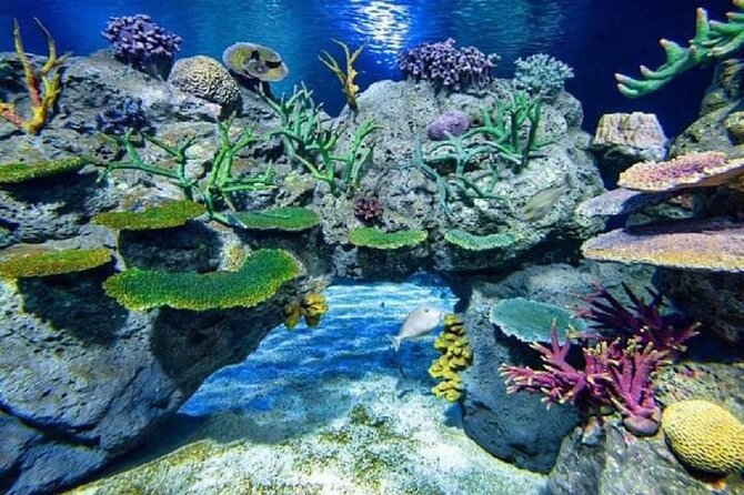 Angkor Wildlife & Aquarium Halfday tour - Why this half-day wildlife visit fits Siem Reap so well