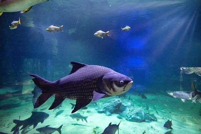 Angkor Wildlife & Aquarium Halfday tour - Entering Angkor Wildlife & Aquarium: fish first, then animals