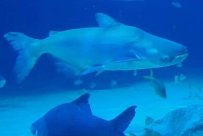 Angkor Wildlife & Aquarium Halfday tour - Your ride: private pickup, AC comfort, and a quick schedule