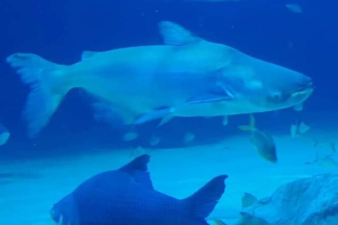 Angkor Wildlife & Aquarium Halfday tour - Your ride: private pickup, AC comfort, and a quick schedule