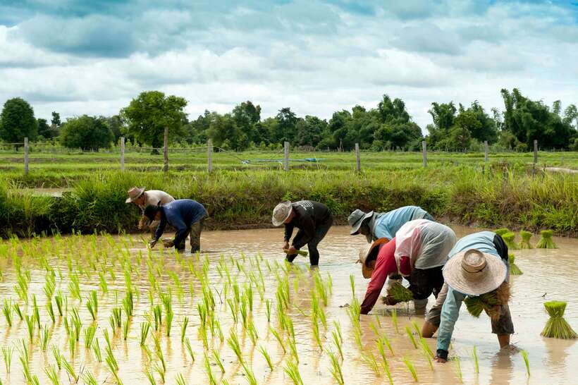 Back to Basics: Village Life Tour from Siem Reap - Key highlights at a glance