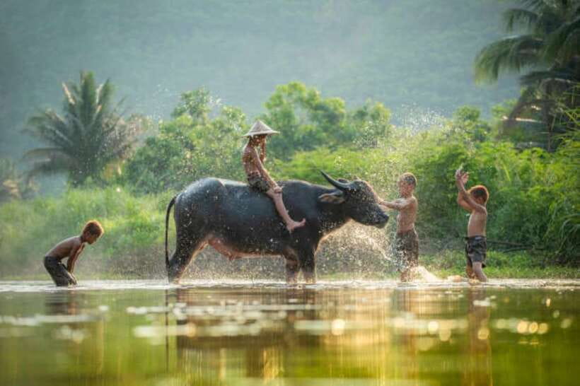 Back to Basics: Village Life Tour from Siem Reap - Price and logistics: what $68 really covers