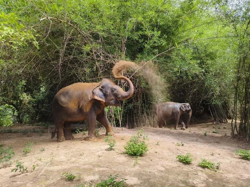 Cambodia Elephants Haft Day Experiences from Siem Reap - Key Things About This Half-Day Elephant Experience Worth Prioritizing