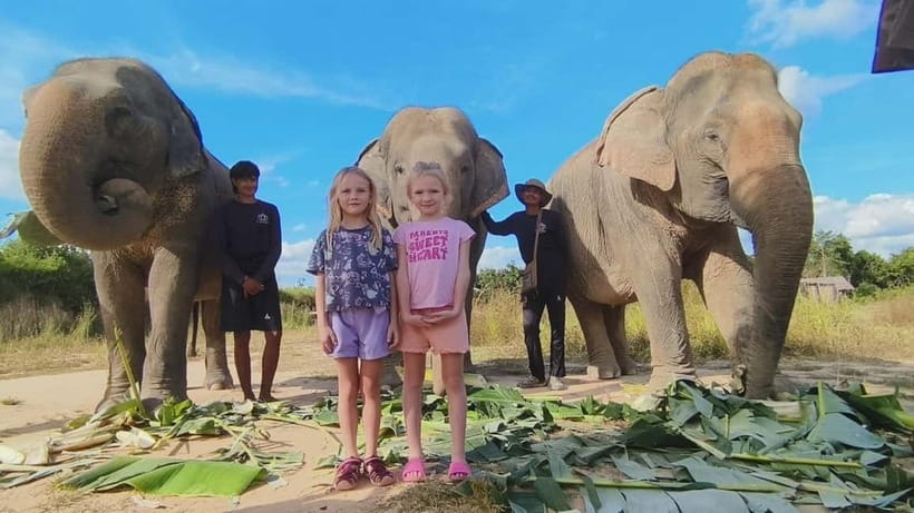 Cambodia Elephants Haft Day Experiences from Siem Reap - Van Ride Time and the Cows for Cambodia Farm Warm-Up