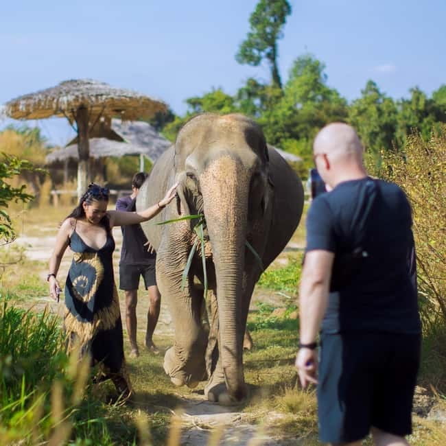 Cambodia Elephants Haft Day Experiences from Siem Reap - Mud Bath and Bathing: Watching Natural Behavior Up Close