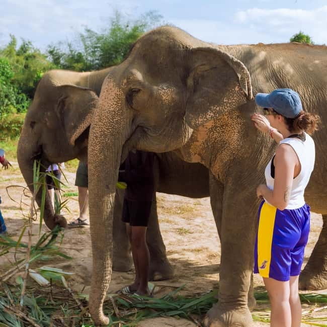 Cambodia Elephants Haft Day Experiences from Siem Reap - Price, Tipping, and What’s Actually Missing
