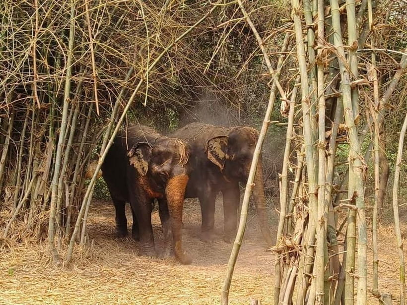 Cambodia Elephants Haft Day Experiences from Siem Reap - Who Should Book This Half-Day in Siem Reap (and Who Might Skip It)