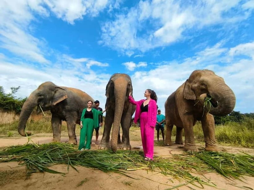 Cambodia Elephants Haft Day Experiences from Siem Reap - Cows for Cambodia Farm: Photos, Walking, Snacks, and Wildlife Viewing