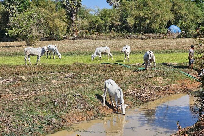 East Corner of Siem Reap - Roluos Group & Countryside - Start time, meeting point, and how to make the morning easy