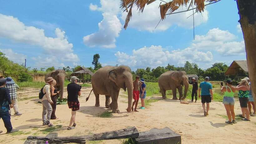 From Siem Reap: Elephant Sanctuary Experience with Transfers - Who this elephant sanctuary experience is best for