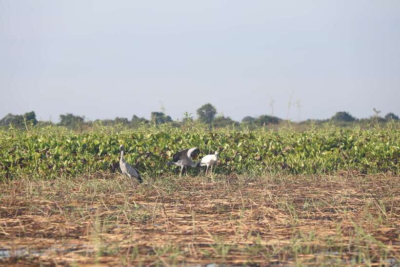 Kompong Khleang Floating Village: Full-Day from Siem Reap - Lunch at a local restaurant: the calm break you need