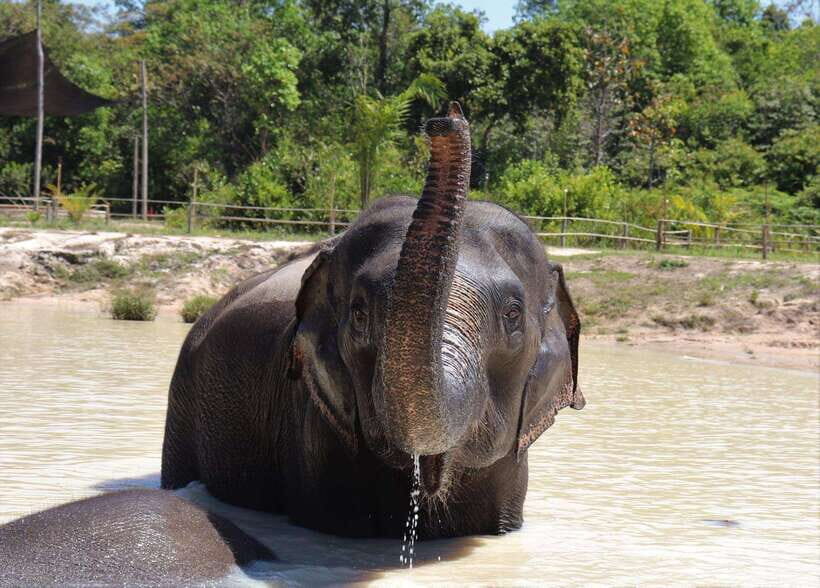 Kulen Elephant Forest Siem Reap in Small Group - Observing elephant life: where the learning really happens