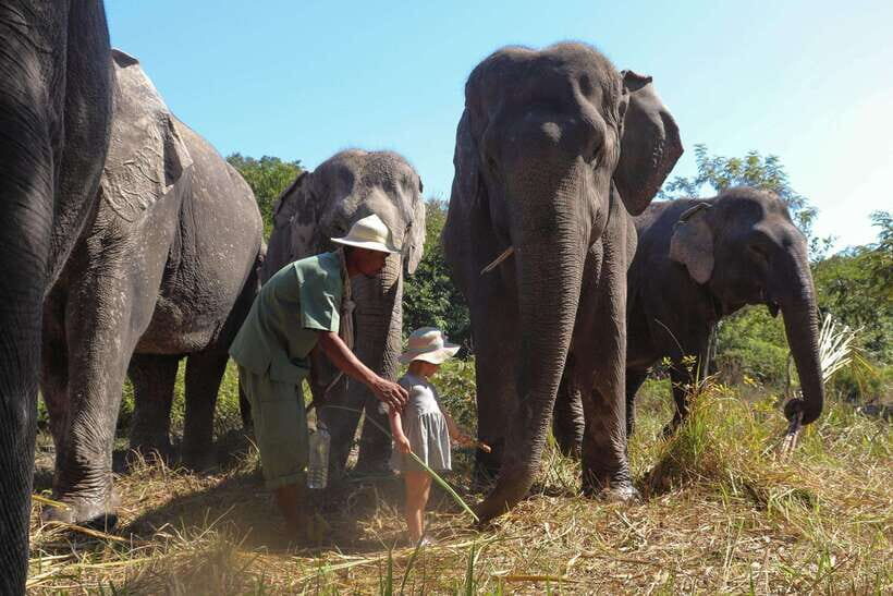 Kulen Elephant Forest Siem Reap in Small Group - What to expect from the group feel and elephant time