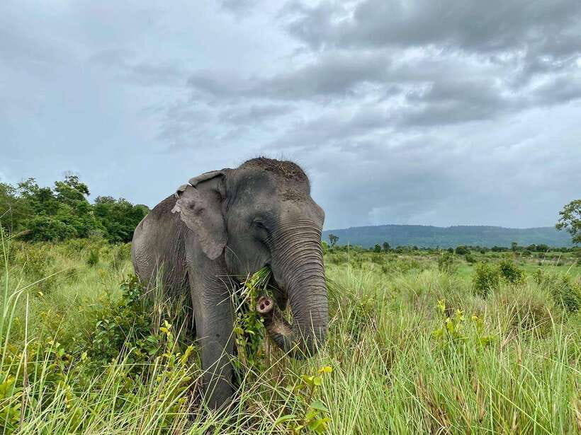 Kulen Elephant Forest Siem Reap in Small Group - Who should book this Kulen Elephant Forest tour?