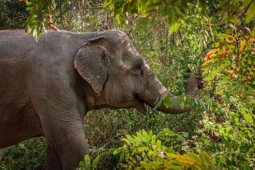 Kulen Elephant Forest Siem Reap in Small Group - The warm-up: briefing plus homemade snacks for elephants