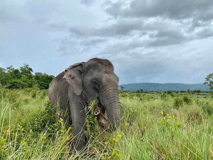 Kulen Mountain Day Trip with Picnic & Kulen Elephant Forest - Kulen Elephant Forest at 1:00 PM: Walking With Elephants