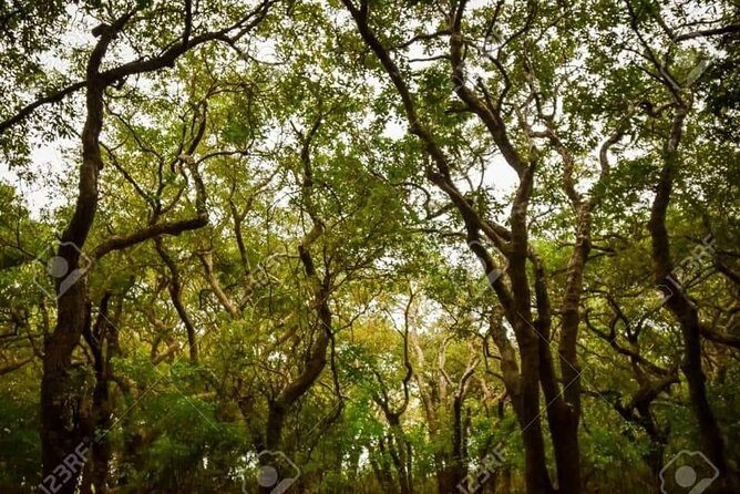 Mechrey Floating Village Tour & Mangrove from Siem Reap - Tonlé Sap Lake cruise: UNESCO context and what to watch for