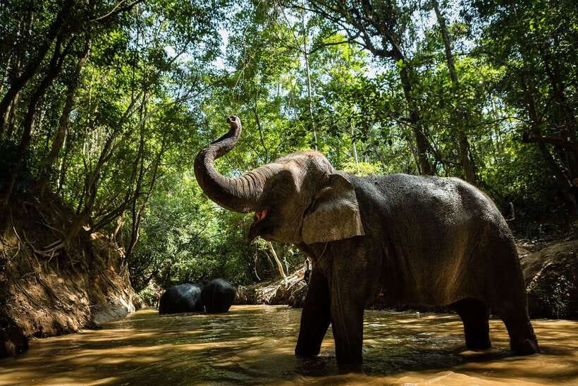 Phnom Kulen Park: Tour with Elephant Forest from Siem Reap - Key Things I’d Book This For