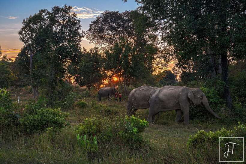 Phnom Kulen Park: Tour with Elephant Forest from Siem Reap - Should You Book This Phnom Kulen Park + Elephant Forest Tour?