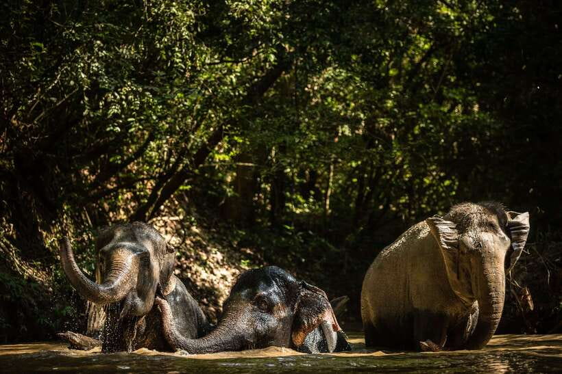 Phnom Kulen Park: Tour with Elephant Forest from Siem Reap - 13:00 Elephant Forest Session: Face-to-Face, Walking, and an Intro Briefing