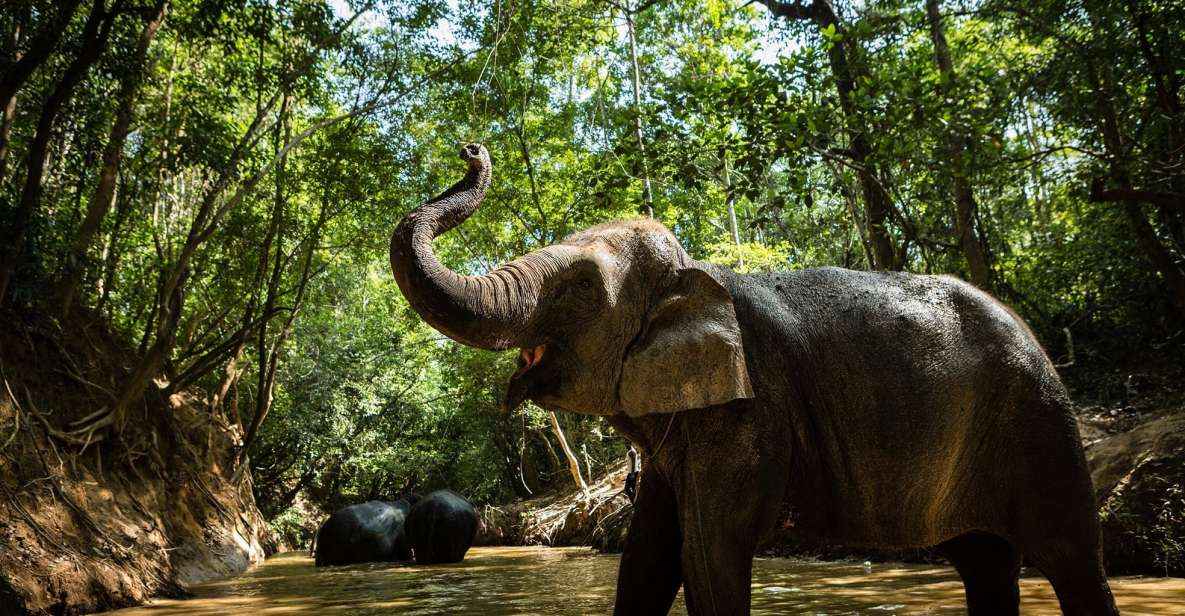 Phnom Kulen Park: Tour with Elephant Forest from Siem Reap - Guides, Drivers, and the Value of a Small Group (Up to 6)