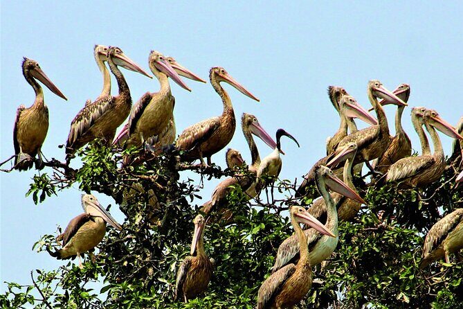 Prek Toal Birds Sanctuary and floating Village Private Day Tour - Why this Tonle Sap + Prek Toal route works