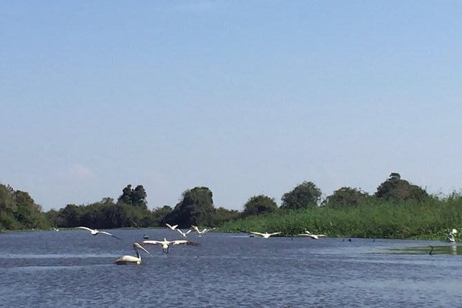 Private Tour Prek Toal Bird Sanctuary Off Beaten Track - Why Prek Toal Bird Sanctuary Feels Different From Other Bird Stops