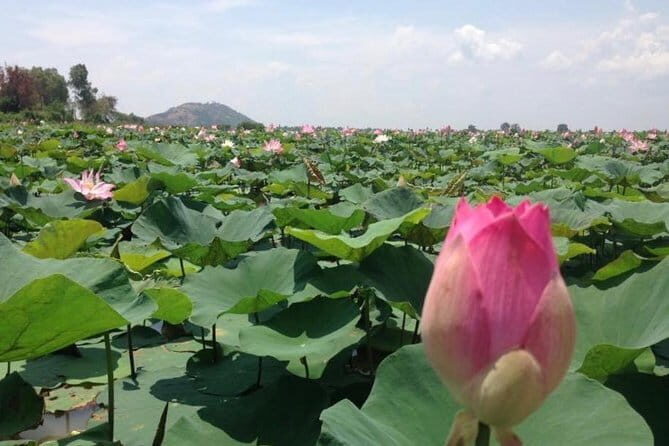 Private Tour Prek Toal Bird Sanctuary Off Beaten Track - The Countryside Drive to the Harbor: Farms, Carts, and Crocs