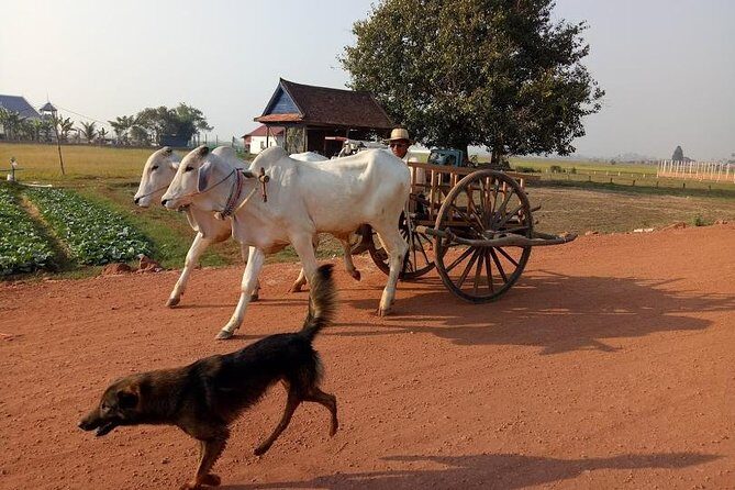Rice Fields & Rural Villages Tour - Getting out of Siem Reap and onto real countryside roads