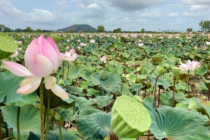 Rural Countryside Experience Tour in Siem Reap - Meeting Thanut Kean: English That Keeps You Moving