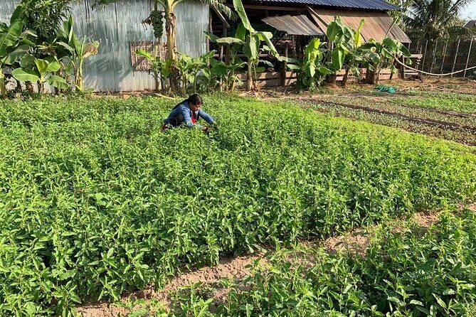 Rural Countryside Experience Tour in Siem Reap - Mushroom Farm and Vegetable Plots: Learning Cambodian Food Up Close