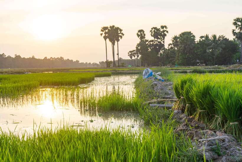 Siem Reap: Afternoon Cooking Class & Village Tour - Should You Book It?