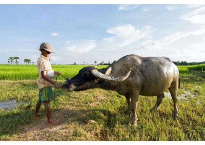 Siem Reap: Afternoon Cooking Class & Village Tour - From Your Hotel to the Village: Rice Paddies, Temples, and Local Life