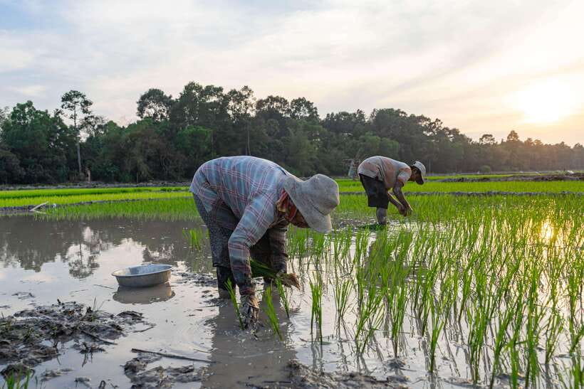 Siem Reap: Afternoon Cooking Class & Village Tour - Dinner You Make Yourself, Plus a Recipe Book for Home