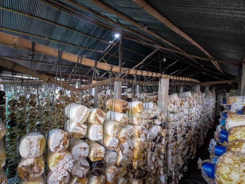 Siem Reap: Afternoon Cooking Class & Village Tour - Price and Logistics: Is $35 Good Value?