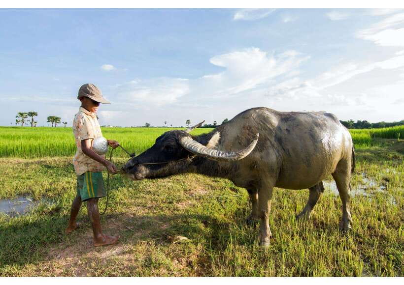 Siem Reap: Afternoon Cooking Class & Village Tour - From Your Hotel to the Village: Rice Paddies, Temples, and Local Life