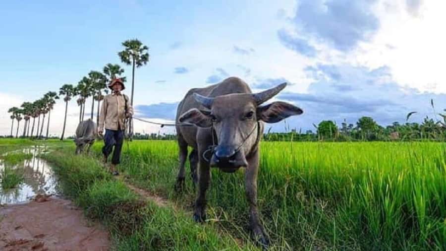 Siem Reap: Guided Countryside Sunset Tour by Jeep - Stop made for sunset: where the sky change actually matters