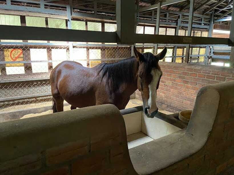 Siem Reap Happy Horse Riding Free Pick-up & Drop-off - Seeing rustic villages at horse pace