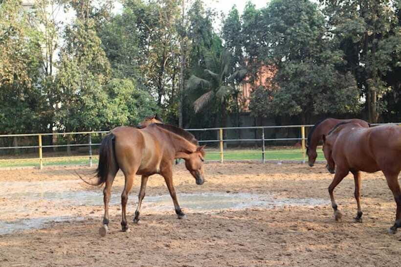 Siem Reap Happy Horse Riding Free Pick-up & Drop-off - Safety and rules that affect real-world comfort