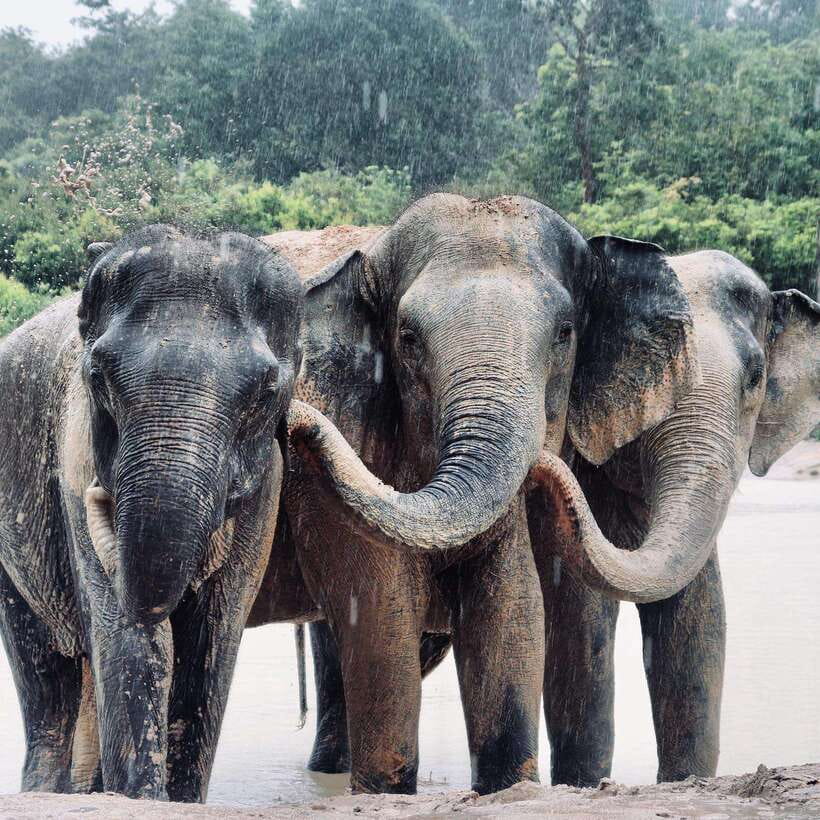 Siem Reap: Kulen Elephant Forest & Tonlesap Lake - Key things I’d circle on your plan