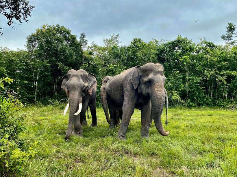 Siem Reap: Kulen Elephant Forest & Tonlesap Lake - The 2-Kilometer Jungle Trek: Stretching Your Legs Toward Waterfalls