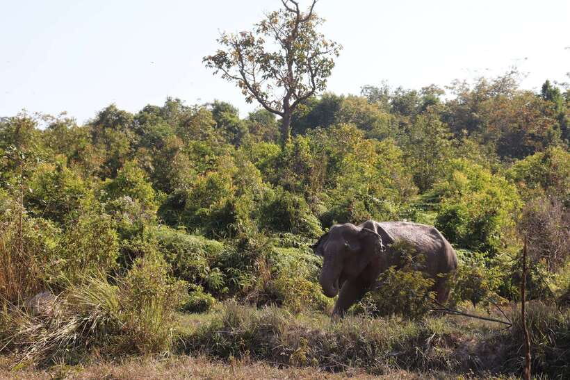 Siem Reap: Kulen Elephant Forest & Tonlesap Lake - Transport, Timing, and Comfort: The Small Details That Make It Easier