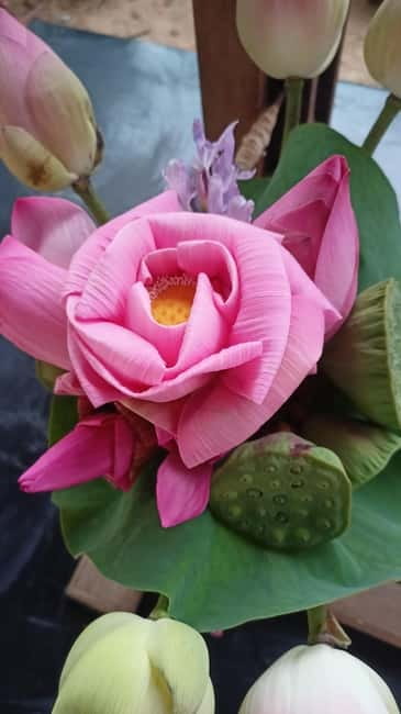 Siem Reap: Lotus Silk Farm- Tour, Lake & Masterclass - Meeting at Biolab Cafe: start on time so your day stays smooth