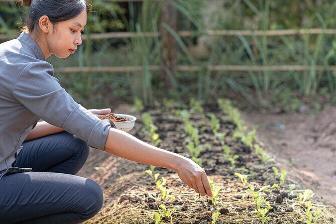 Siem Reap Morning Culinary & Culture Tour - (Vego also available) - Should you book the Siem Reap Morning Culinary & Culture Tour?